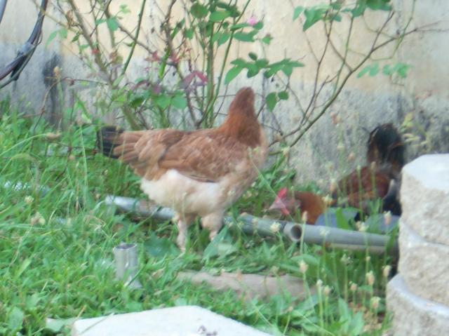 60789_marans_8_4_036.jpg