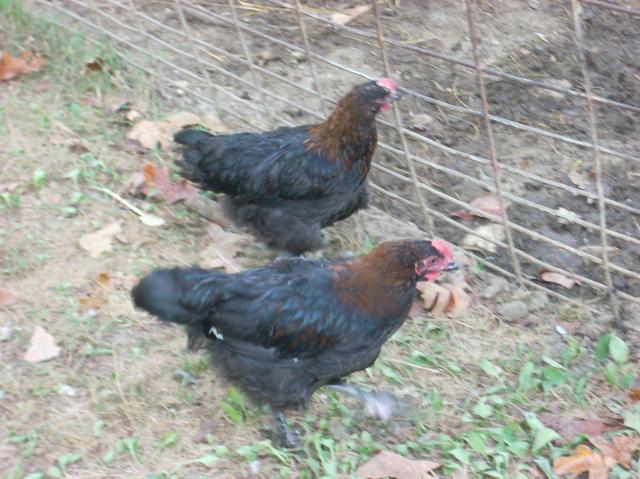 60789_marans_8_4_040.jpg