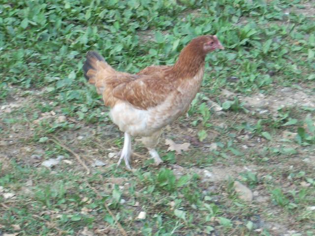 60789_marans_8_4_055.jpg