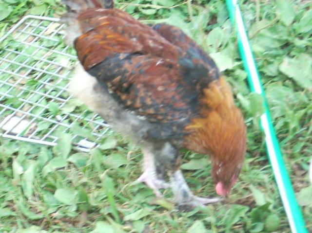 60789_marans_8_4_062.jpg