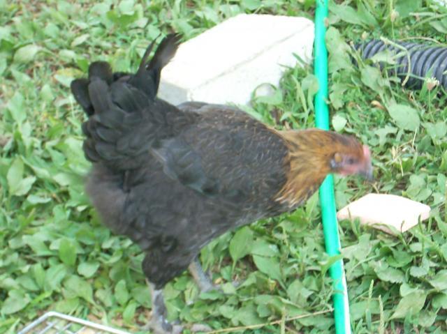60789_marans_8_4_067.jpg