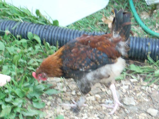 60789_marans_8_4_068.jpg