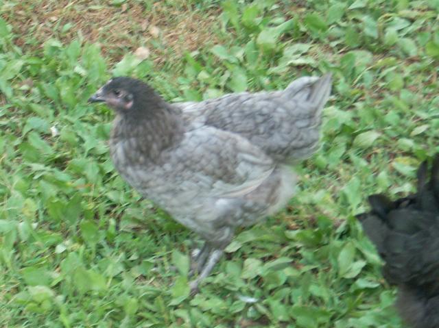 60789_marans_8_4_070.jpg