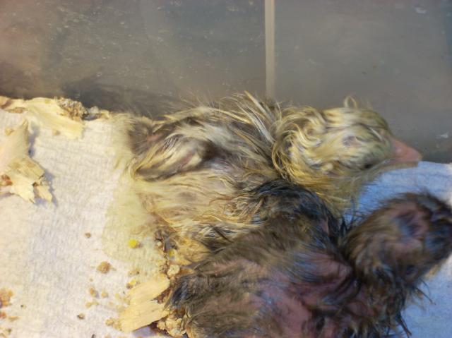 60789_mystery_chicks_001.jpg