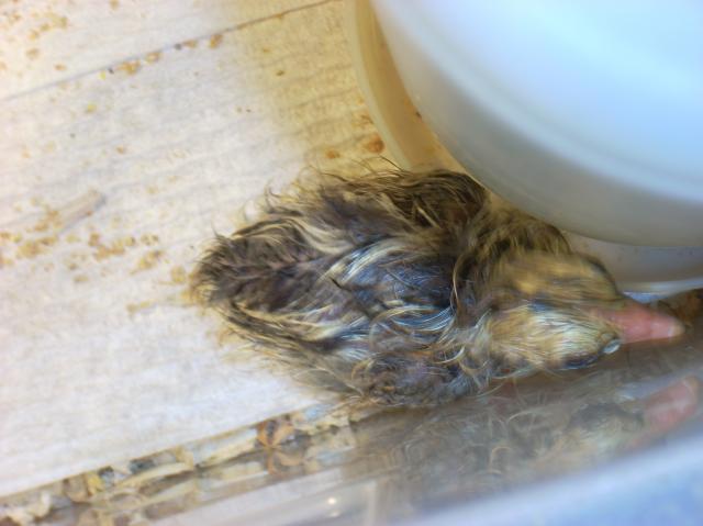 60789_mystery_chicks_003.jpg