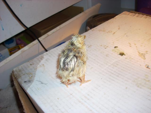 60789_mystery_chicks_007.jpg