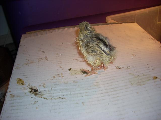 60789_mystery_chicks_008.jpg