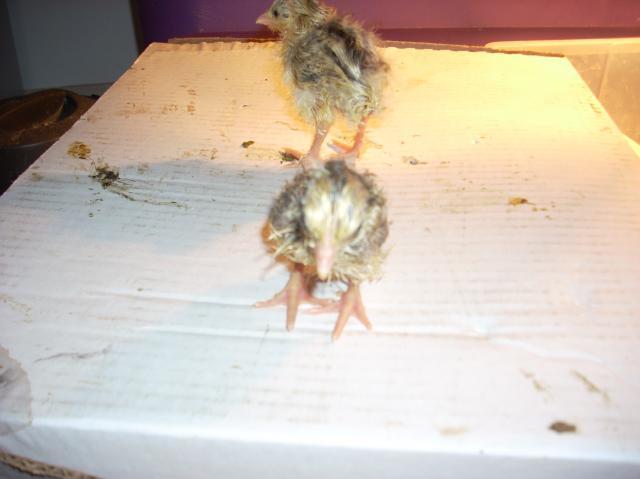 60789_mystery_chicks_009.jpg