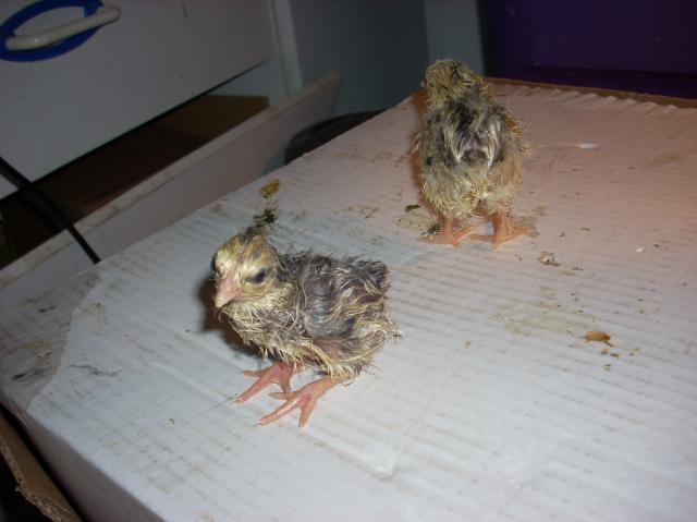 60789_mystery_chicks_010.jpg