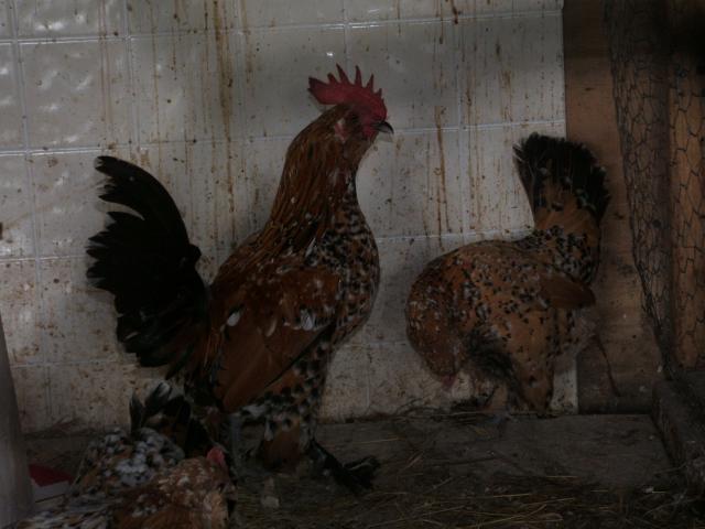 60814_chickens_109.jpg