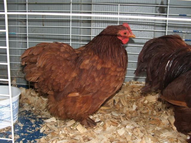 60814_chickens_189.jpg