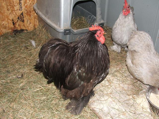 60814_chickens_212.jpg