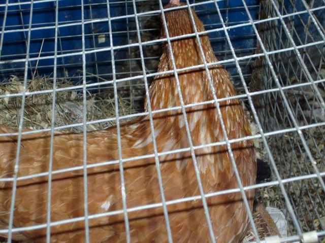 60814_chicks_108.jpg