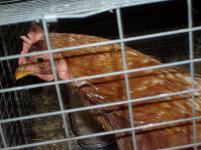 60814_chicks_109.jpg