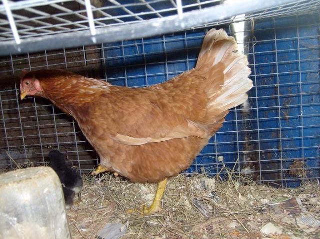 60814_chicks_117.jpg