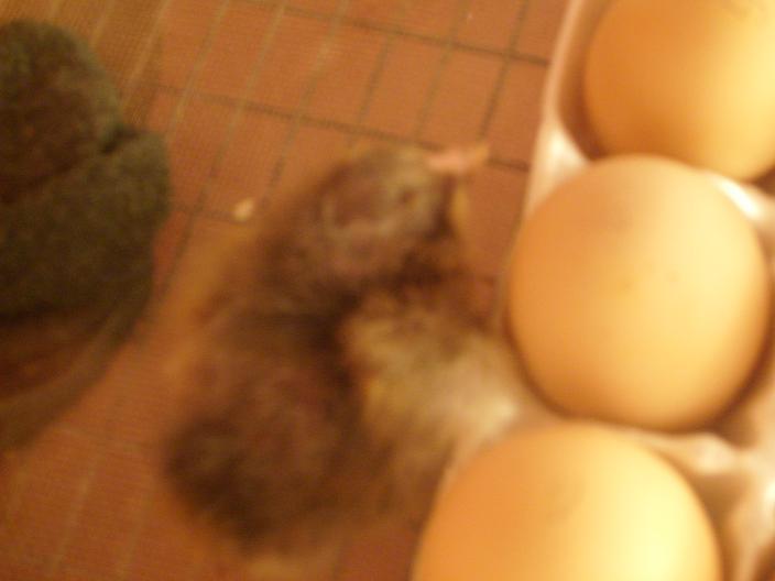 60814_ee_chicks_004.jpg
