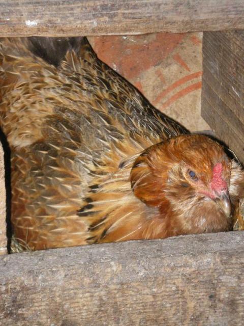 60814_red_chicken_003.jpg