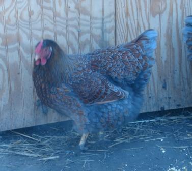 60816_blrw_hen.jpg