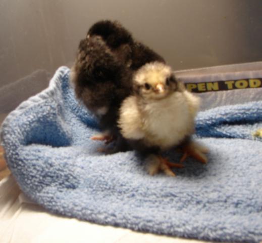 60816_chick_12-5_1.jpg