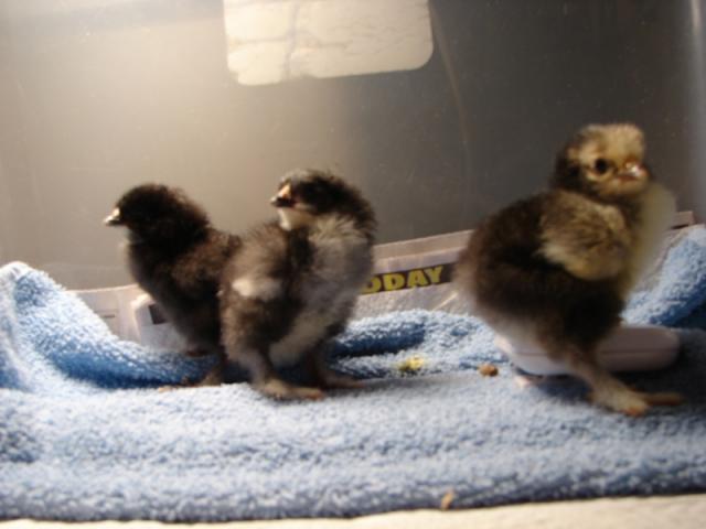 60816_chick_12-5_2.jpg