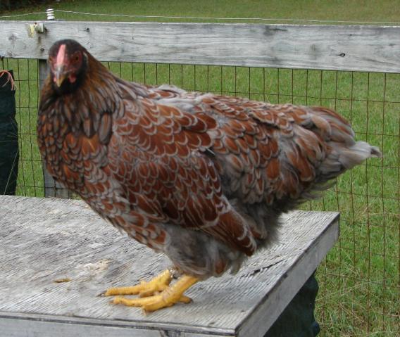 60816_chicken10_byc.jpg