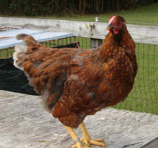 60816_chicken12a_byc.jpg