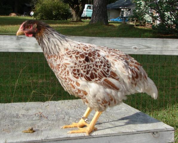 60816_chicken3_byc.jpg