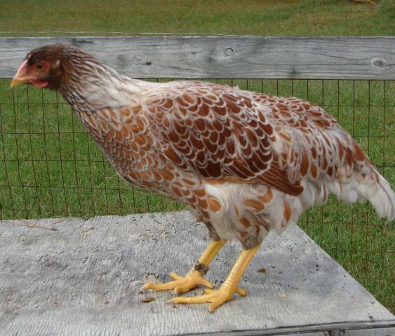 60816_chicken8_byc.jpg
