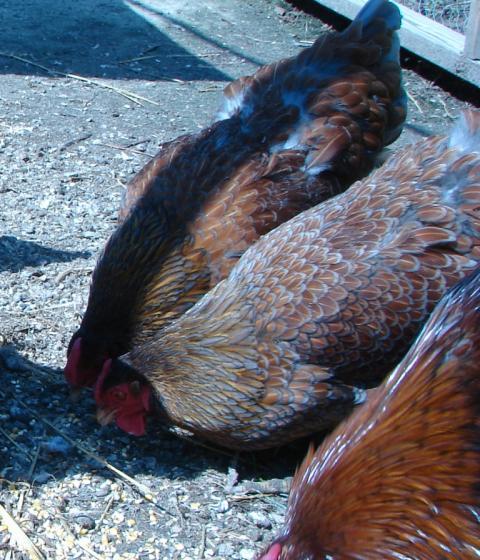 60816_heanfeathers3.jpg