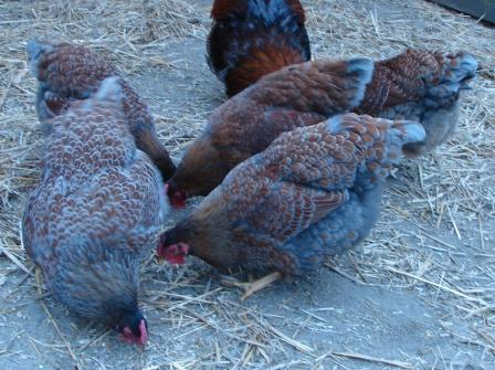 60816_hens1.jpg