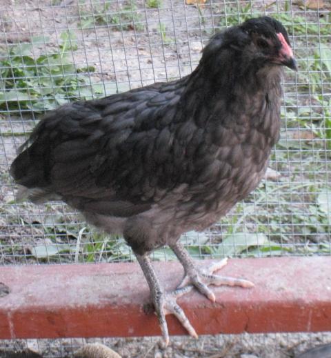 60828_ameraucana_roo.jpg