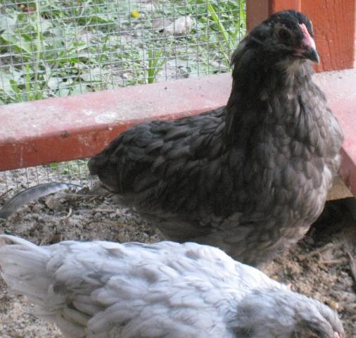 60828_ameraucana_roo_2.jpg