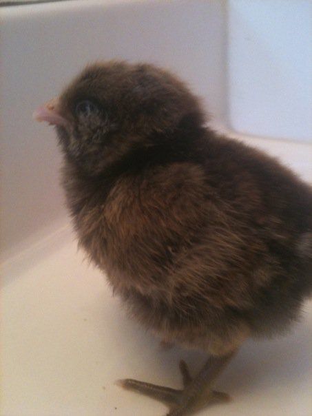 60828_easter_egger_roo.jpg