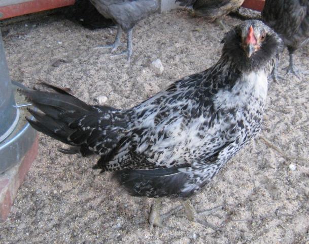 60828_easter_egger_roo_craigslist.jpg