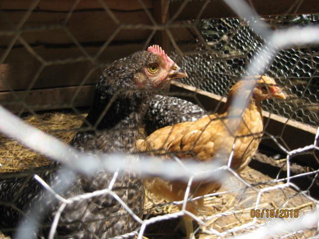 60843_chickens_036.jpg