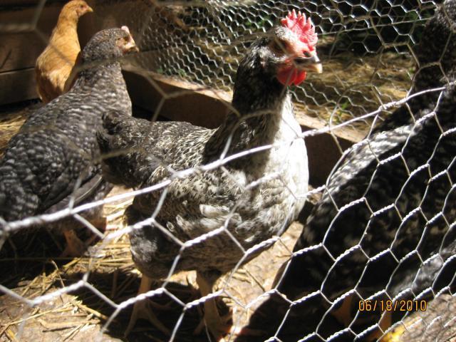 60843_chickens_044.jpg