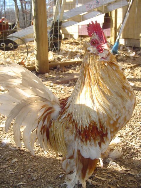 60979_january_22_2011_chickens_017.jpg