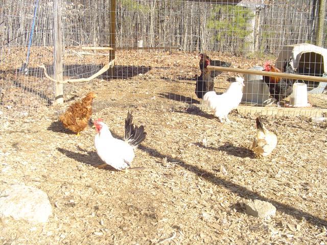60979_january_22_2011_chickens_020.jpg
