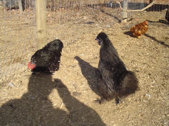 60979_january_22_2011_chickens_022.jpg