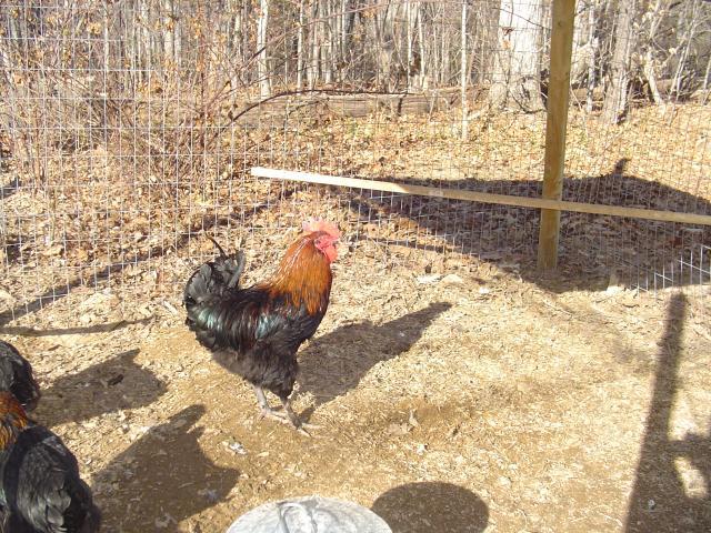 60979_january_22_2011_chickens_037.jpg