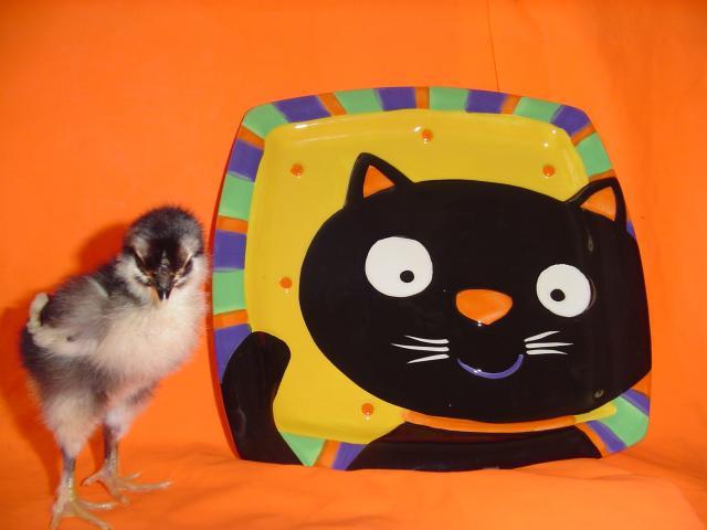 60979_october_23_2010_halloween_chickie_014.jpg