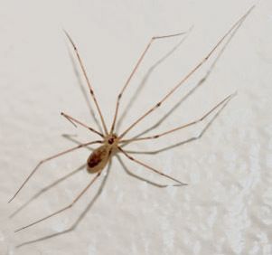 61023_919557_daddy_long_leg_spider.jpg