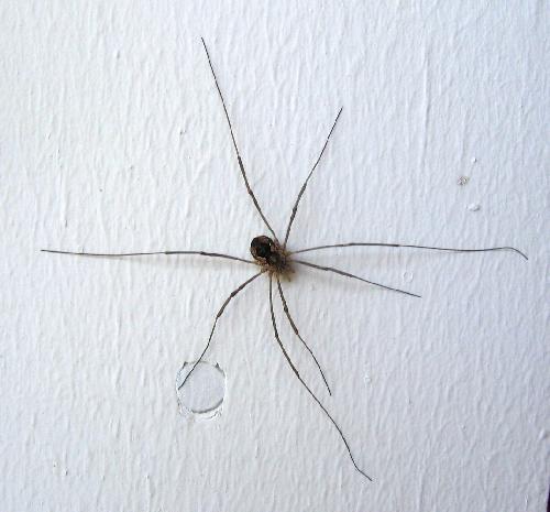 61023_full-leg-spread-harvestman1.jpg