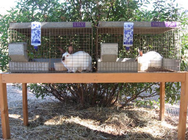 craigslist rabbit hutch