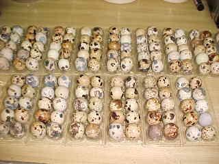 61023_qeggpack0.jpg