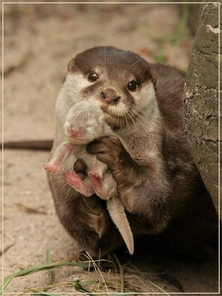 6103_ottermom.jpg