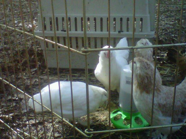 6103_white_roo_2.jpg
