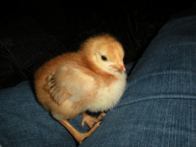 61048_chick4.jpg