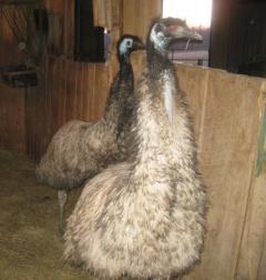 61077_emus.jpg