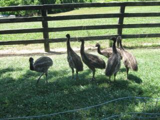 61077_emus5.jpg